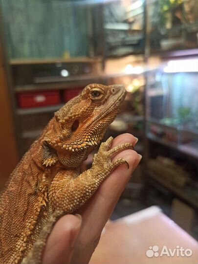 Бородатая агама