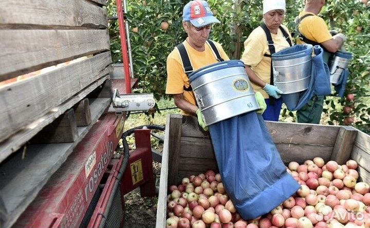Вахта Сборщик яблок