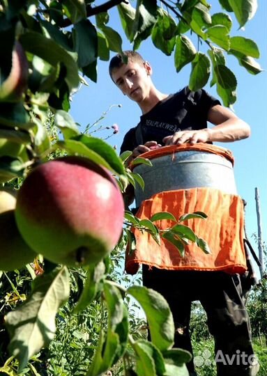 Сборщик яблок на вахту