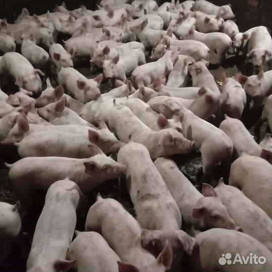 Поросята Трёхпородные, финальный гибрид. Дацкие