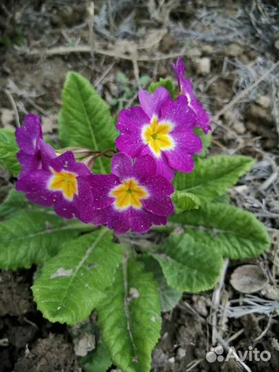 Примула садовая