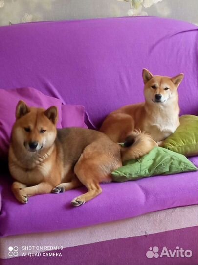 Передержка собачек мелких средних пород