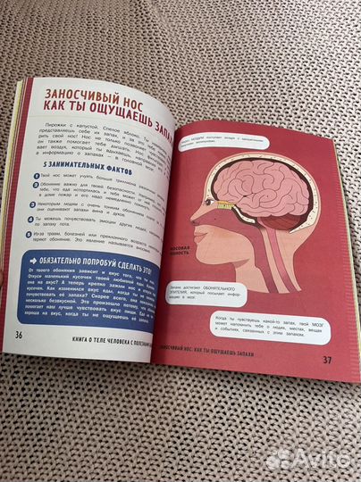 О теле человека