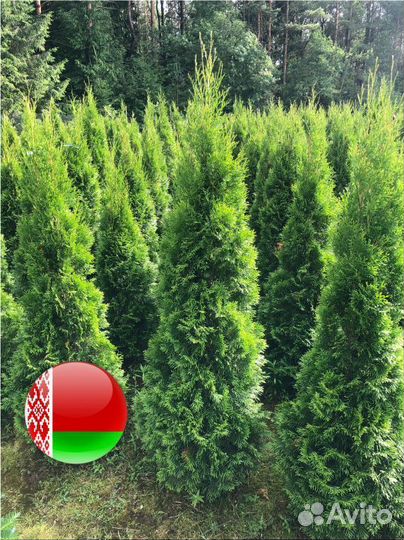 Туя сортовая Смарагд, Брабант,Колумна