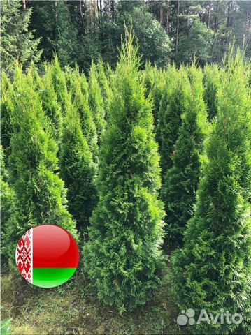 Туя сортовая Смарагд, Брабант,Колумна