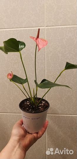 Антуриум красный, белый, зелёный, розовый