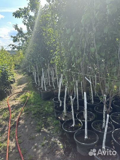 Саженцы И крупномеры