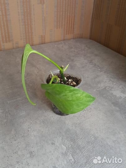 Эпипремнум марбл-квин