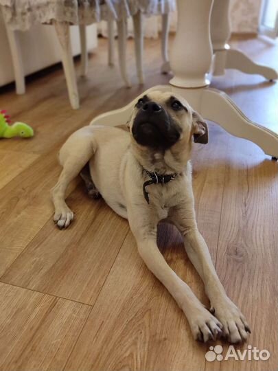 Собака в добрые руки