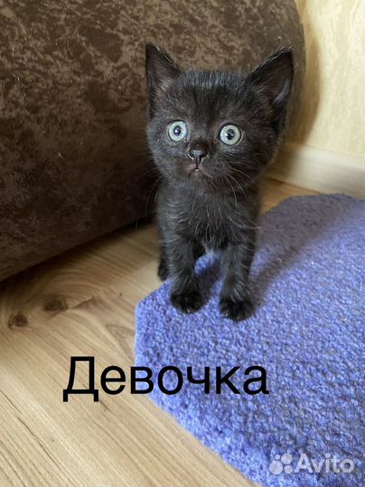 Котята вислоухие