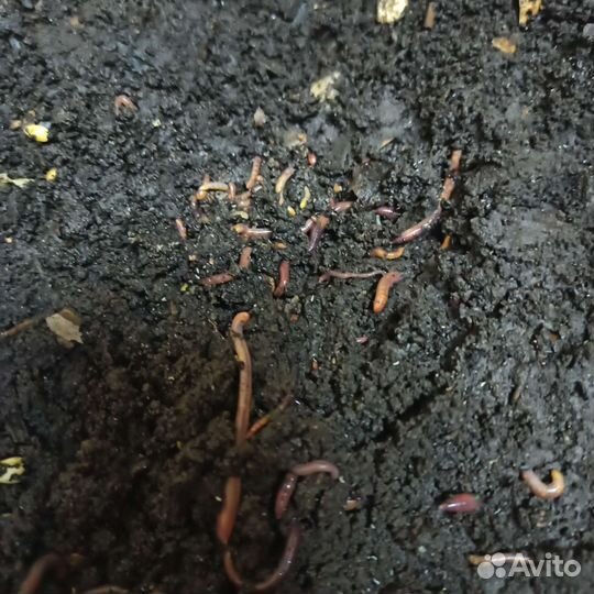 Черви старатель