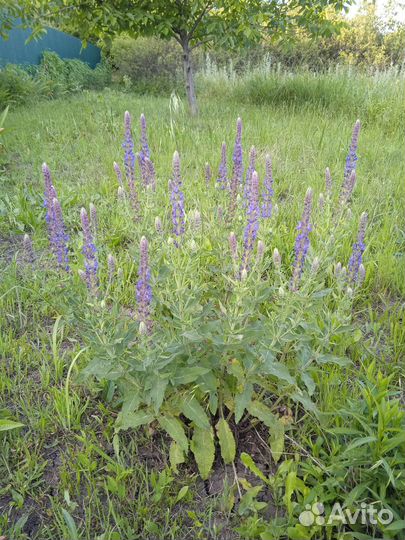Шалфей саженцы