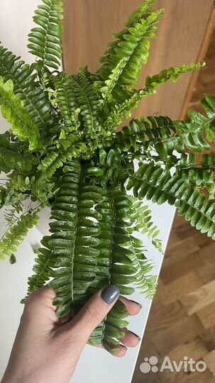 Папоротник комнатный