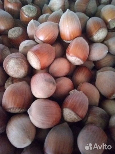 Фундук орех 60 кг Домашний