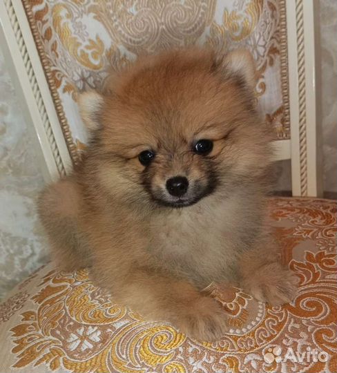 Куколка, щенки шпица