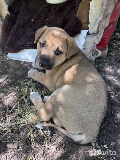 Щенок девочка 1 месяц