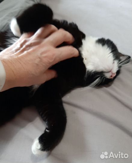 Передержка (домашняя) кошек и собак мелких порд