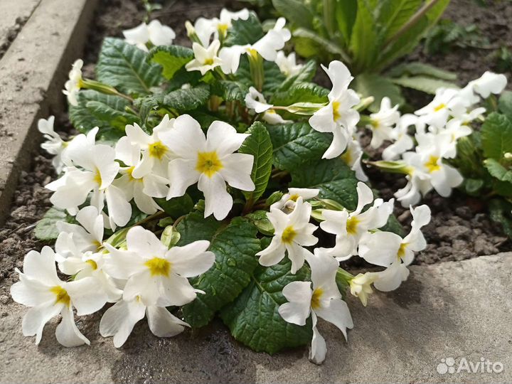 Многолетние цветы