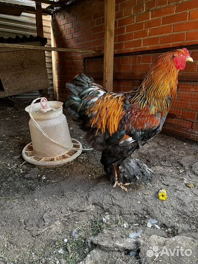 Брама и дикие утки