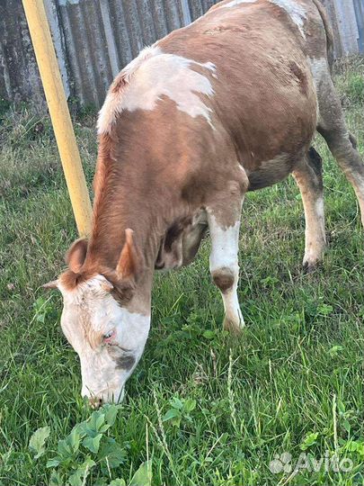 Тёлка.Корова
