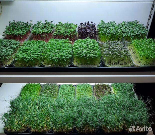 Микрозелень разных культур