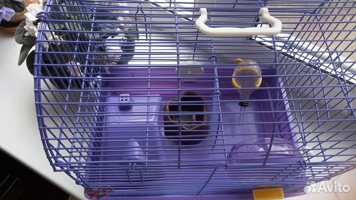 Клетка для джунгарского хомяка