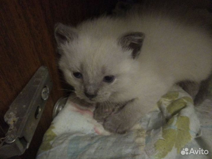 Кошка