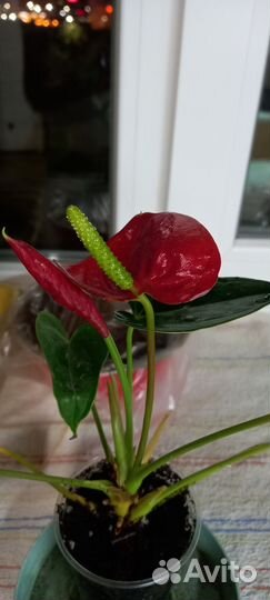 Антуриум Success Red