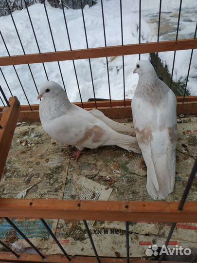 Голуби белоголовые пермские