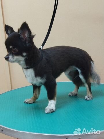 Груминг собак