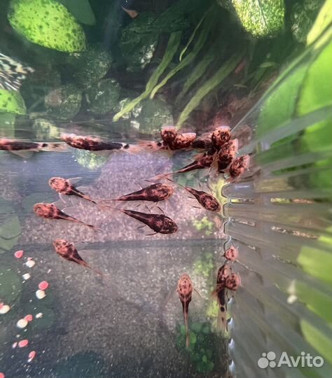 Анциструс вуалевый