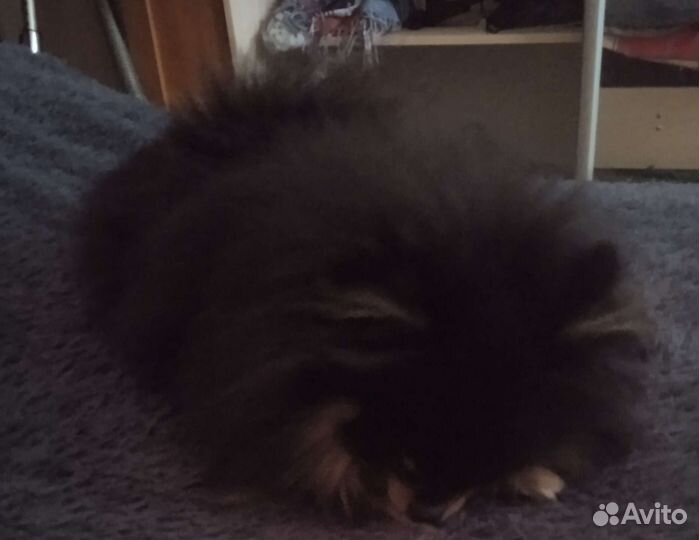 Померанский шпиц мини