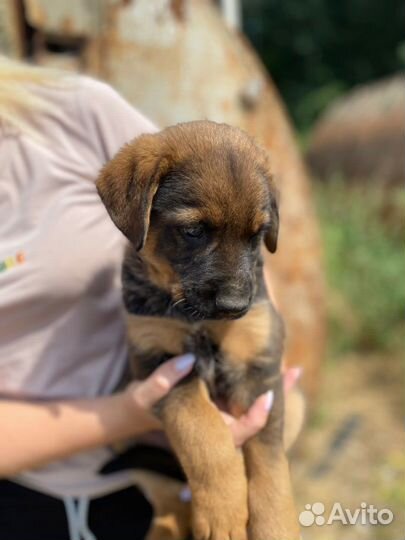 Щенки овчаристого типа