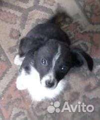 Собачка и щенки