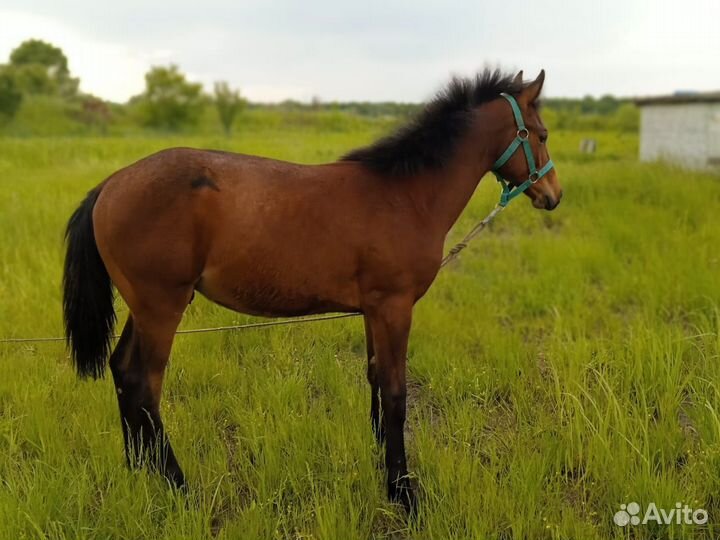 Лошадь,Жеребчик
