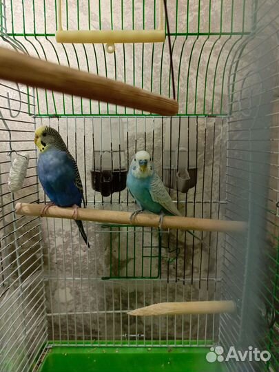 Волнистый попугай пара