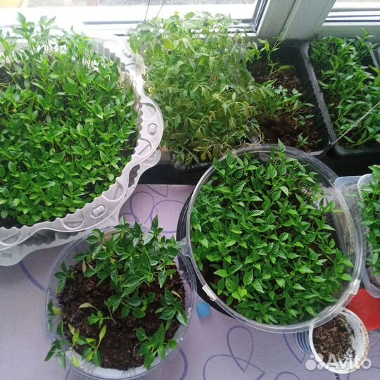 Рассада помидор и перца сладкого и горького