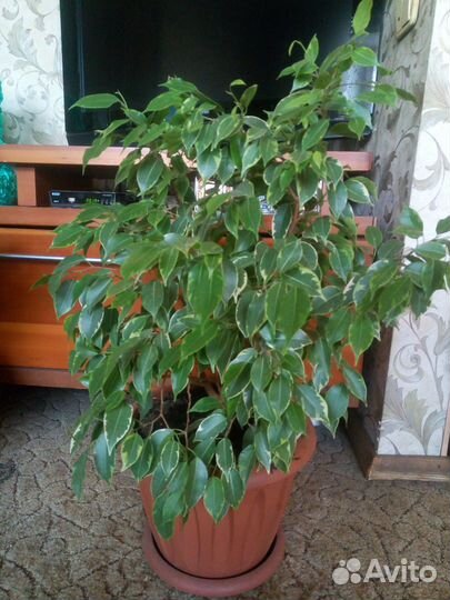 Фикус