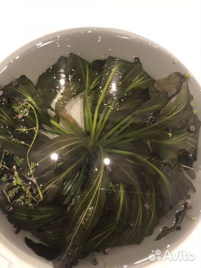 Эхинодорус