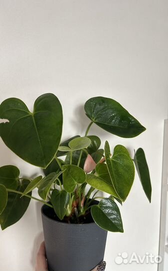 Антуриум спирит