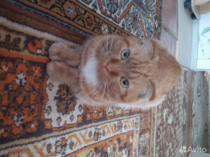 Кошка в дар бесплатно