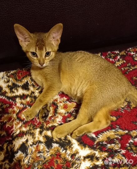 Абиссинская кошечка. 5 мес. Привита