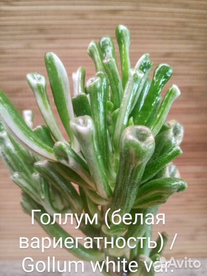 Крассула вариегатная/сортовая (2)