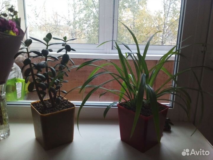 Хлорофитум