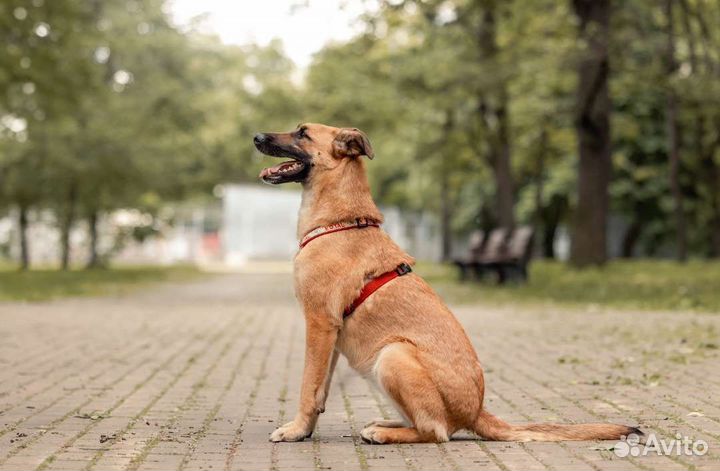 Собака в добрые руки