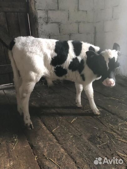 Бычок на откорм