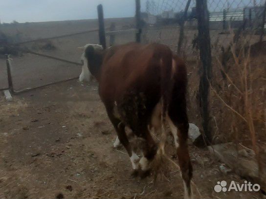 Корова,телка