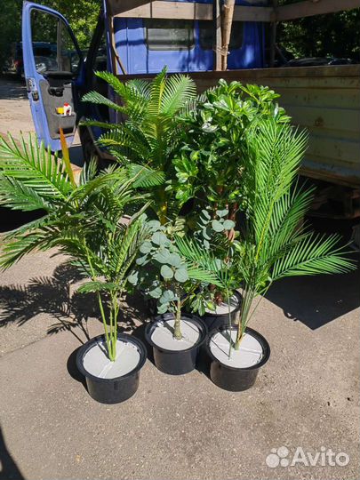 Фикус, пальма, бамбук, реалистичные деревья, от