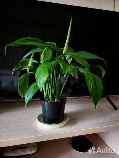 Спатифиллум