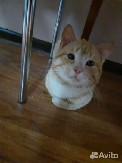 Кошка